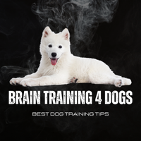 Brain Training For Dog