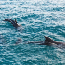Panama City Beach Boat Tours