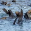 Lima, Peru • Swimming with Sea Lions