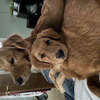 Goldensdaphneandruby