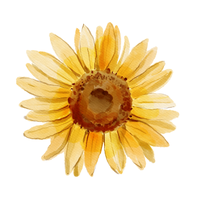 Sunflower Maintenance