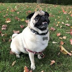 mrdexterpug