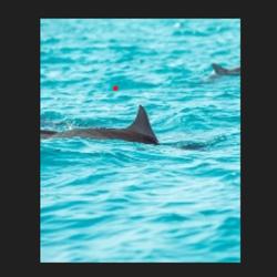 Panama City Beach Dolphin Cruise