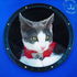 Adventure Cat Leo