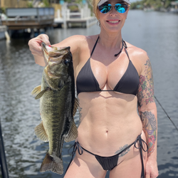 lyssyfish 