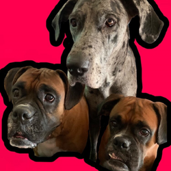 Myfurbabies68 