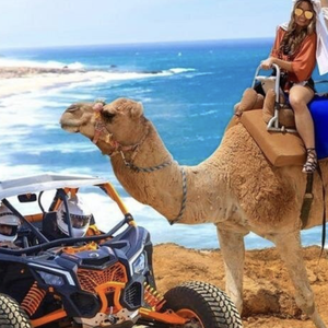 https://www.viator.com/tours/Cabo-San-Lucas/Crocodile-Cage-Diving-Experience/d50859-118351P30?pid=P00006875&uid=U00257402&mcid=58086&currency=USD