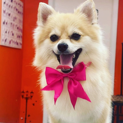 Bellapupaffirmations