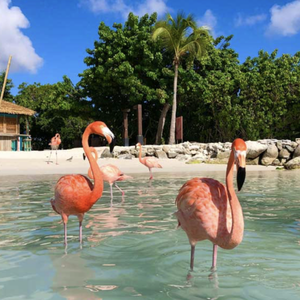 https://www.viator.com/tours/Aruba/De-Palm-Island-Passport-to-Paradise-Aruba/d28-245509?pid=P00006875&uid=U00257402&mcid=58086&currency=USD