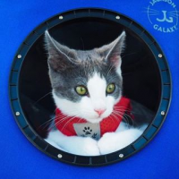 Adventure Cat Leo