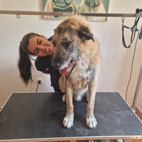 Ruraldoggrooming