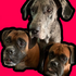 Myfurbabies68 