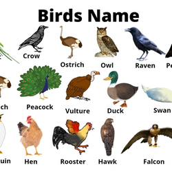 Birds Name