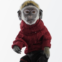 Mojo the Monkey