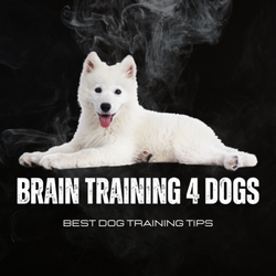 Brain Training For Dog
