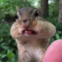 Chipmunksoftiktok