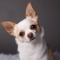 Gidget 