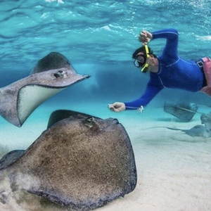 https://www.viator.com/tours/Grand-Cayman/Stingray-City-Sandbar-Coral-Gardens-Snorkeling-and-Star-Fish-Point/d50485-477029P1?pid=P00006875&uid=U00257402&mcid=58086&currency=USD