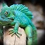Reptizoo Pet Supplies For Reptiles