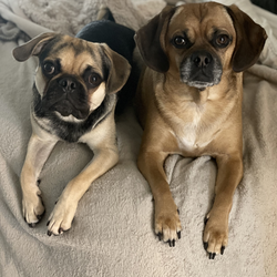 Georgie and Louie 