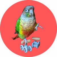 Maui Conure