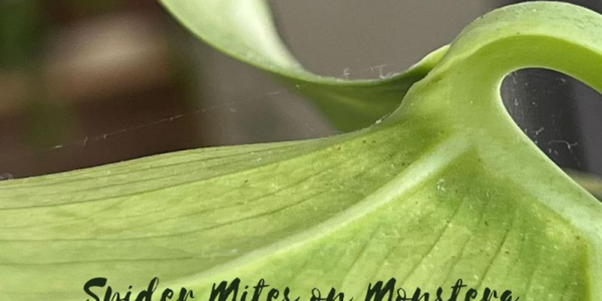 philodendron hederaceum mature Philodendron hederaceum var. oxycardium – Foliage Factory main image 1