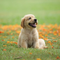 Nourished Nose To Tails