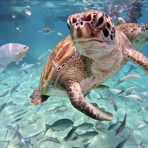 https://www.viator.com/tours/Willemstad/Flamingos-and-snorkeling-with-sea-turtles/d50233-87314P3?pid=P00006875&uid=U00257402&mcid=58086&currency=USD