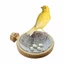 Bird Nest Canary