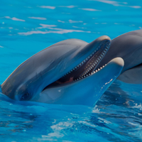 Panama City Dolphin Seafari Tours