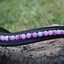 Cavallina Browbands