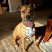 Riley_the_boxer_mix
