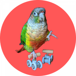 Maui Conure