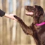 Best GUIDE On How To Train Your Dogs