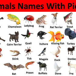 Animals Name