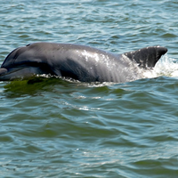 Shell Island Tours