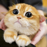 Cat Videos