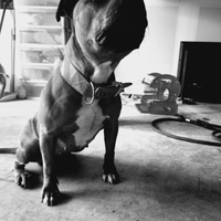 Twix the Staffy