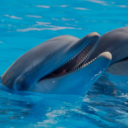 Panama City Dolphin Seafari Tours