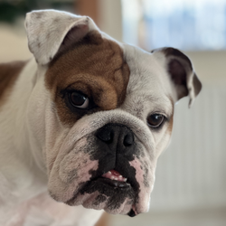 Tia English Bulldog