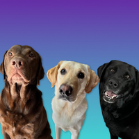 Winston, Rutledge and Reggie The Labs