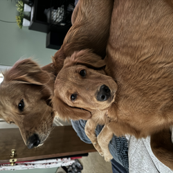 Goldensdaphneandruby
