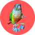 Maui Conure