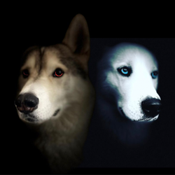 Lokidante