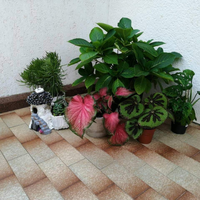 AniramLimas 