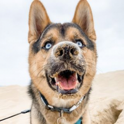Mackey The Shepsky