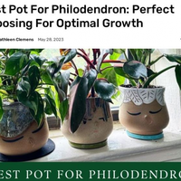 Best Type Of Pot For Philodendron